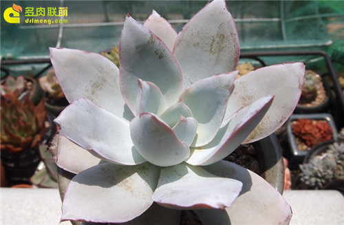 6月初的广寒宫 Echeveria cante