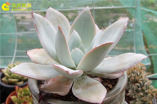 6月底的广寒宫 Echeveria cante