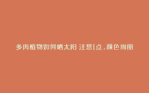 多肉植物如何晒太阳？注意1点，颜色绚丽多彩，长成漂亮老桩