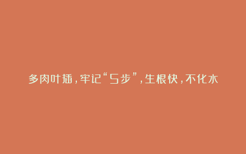 多肉叶插，牢记“5步”，生根快，不化水，轻松繁殖一大片