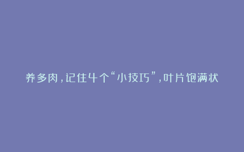 养多肉，记住4个“小技巧”，叶片饱满状态美，越养长势越好！