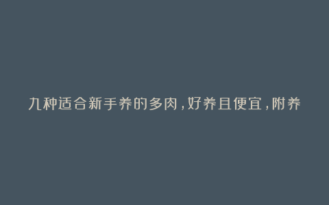 九种适合新手养的多肉，好养且便宜，附养护方法！