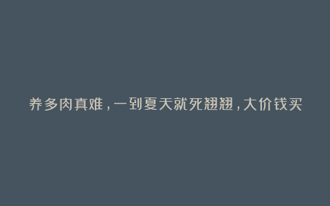 养多肉真难，一到夏天就死翘翘，大价钱买的多肉，只剩下花盆