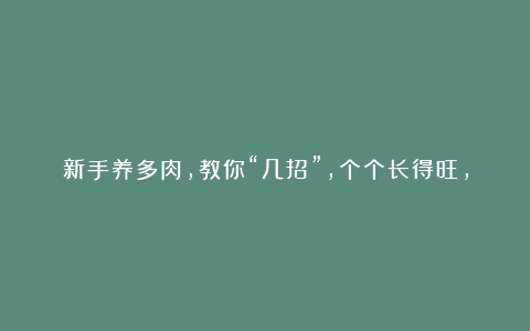 新手养多肉，教你“几招”，个个长得旺，远离烂根、化水