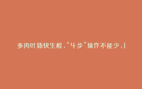 多肉叶插快生根，“4步”操作不能少，10天冒白根，小芽长得快