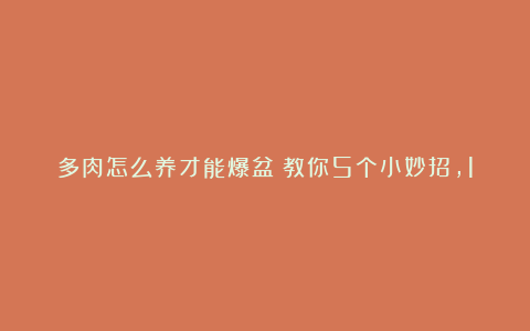 多肉怎么养才能爆盆？教你5个小妙招，1盆变多盆