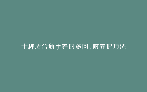 十种适合新手养的多肉，附养护方法