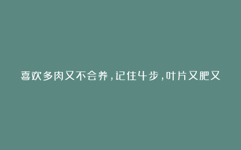 喜欢多肉又不会养，记住4步，叶片又肥又漂亮，轻轻松松挤爆盆