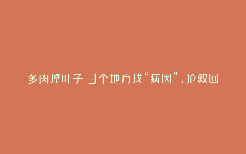 多肉掉叶子？3个地方找“病因”，抢救回来美如霞