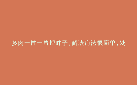 多肉一片一片掉叶子，解决方法很简单，处理得当，很快就恢复！