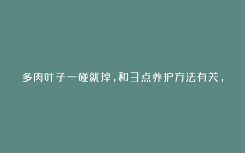 多肉叶子一碰就掉，和3点养护方法有关，了解原因巧应对就好