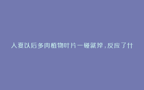 入夏以后多肉植物叶片一碰就掉，反应了什么问题？该如何补救？