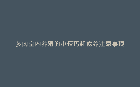 多肉室内养殖的小技巧和露养注意事项