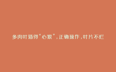 多肉叶插得“心狠”，正确操作，叶片不烂出芽快，须根多的挤满盆