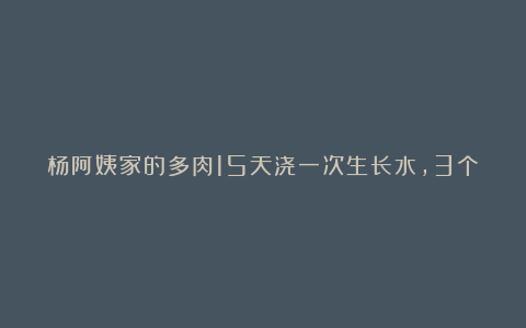 杨阿姨家的多肉15天浇一次生长水，3个月大变样，成就感满满