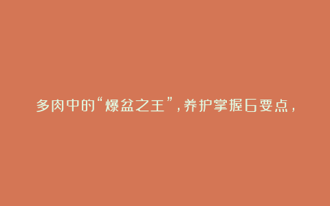 多肉中的“爆盆之王”，养护掌握6要点，叶子饱满，长成粉色瀑布