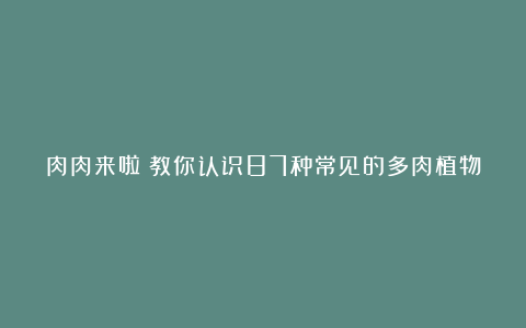 肉肉来啦|教你认识87种常见的多肉植物