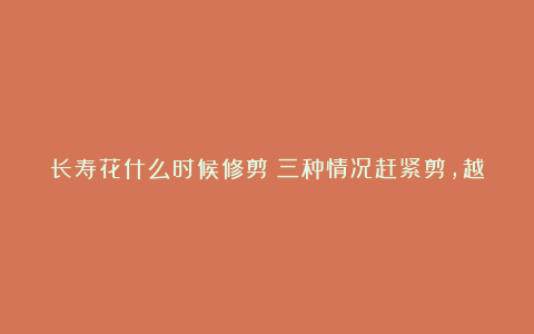 长寿花什么时候修剪？三种情况赶紧剪，越剪越旺盛，开成大花球