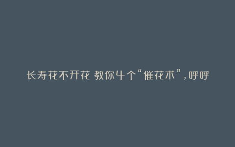 长寿花不开花？教你4个“催花术”，呼呼开出3000朵