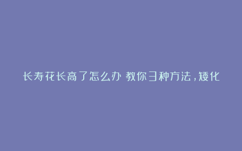 长寿花长高了怎么办？教你3种方法，矮化植株，花繁叶茂