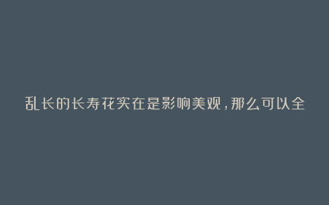 乱长的长寿花实在是影响美观，那么可以全部剪掉重发吗？