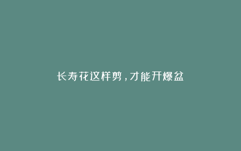 长寿花这样剪，才能开爆盆！