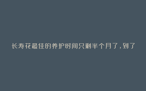 长寿花最佳的养护时间只剩半个月了，到了10月底花朵一串一串的开