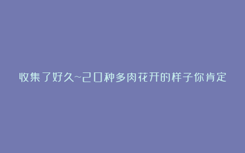 收集了好久~20种多肉花开的样子你肯定没全见过!