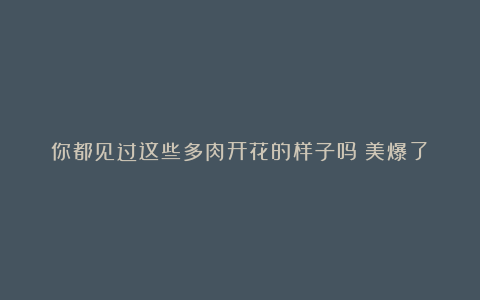 你都见过这些多肉开花的样子吗？美爆了！