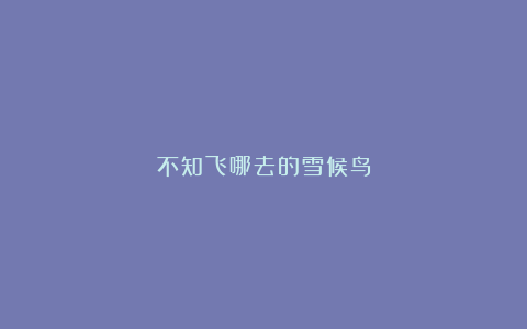 不知飞哪去的雪候鸟
