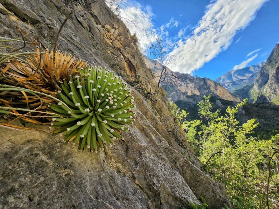 Agave-albopilosa1