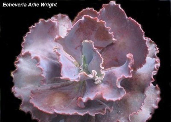 Arlie-Wright5