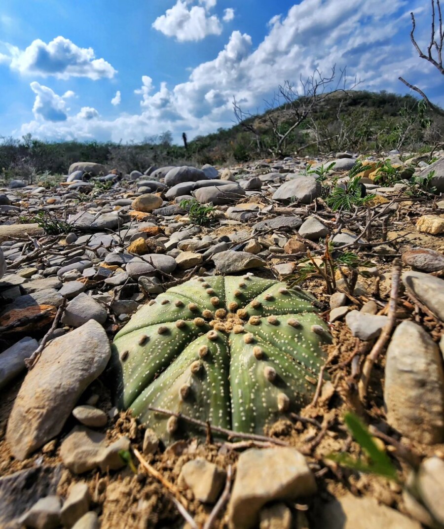 Astrophytum-asterias