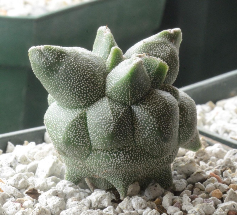 Astrophytum-myriostigma-Kituko