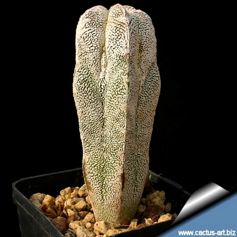 Astrophytum-myriostigma-cv.-ONZUKA-forma-columnare2