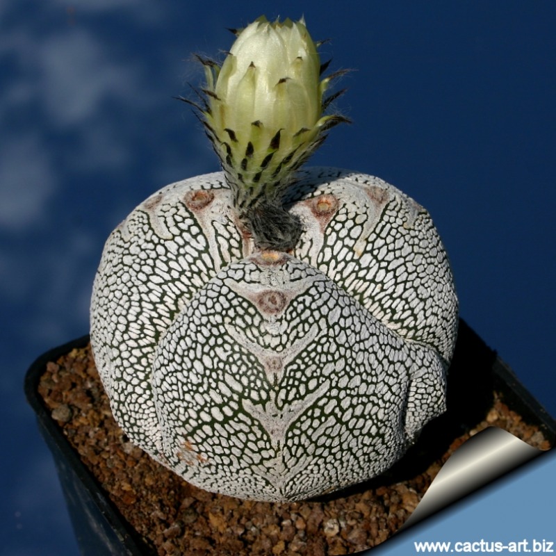 Astrophytum-myriostigma-cv.-Onzuka-tricostatum1