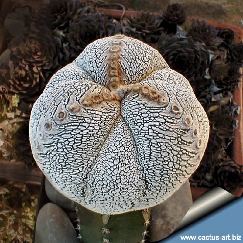 Astrophytum-myriostigma-cv.-Onzuka-tricostatum2