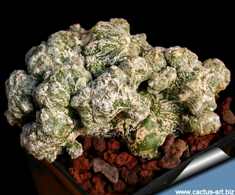 Astrophytum_myriostigma_onzuka_cristata