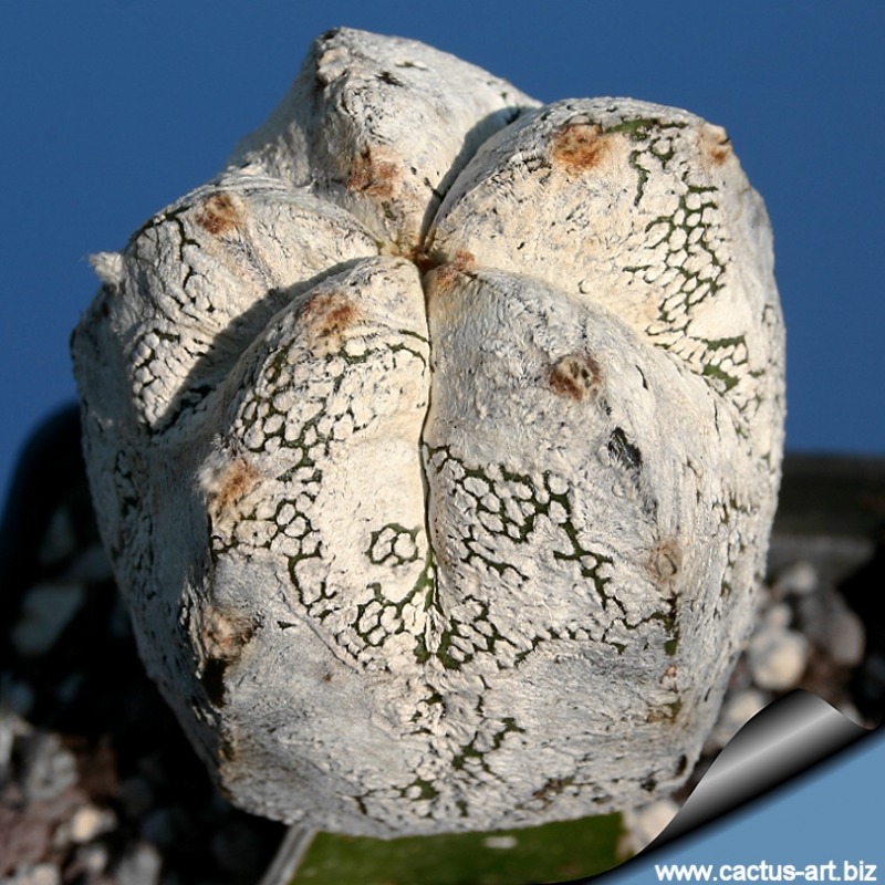 Astrophytum_myriostigma_onzuka_hakuun_white