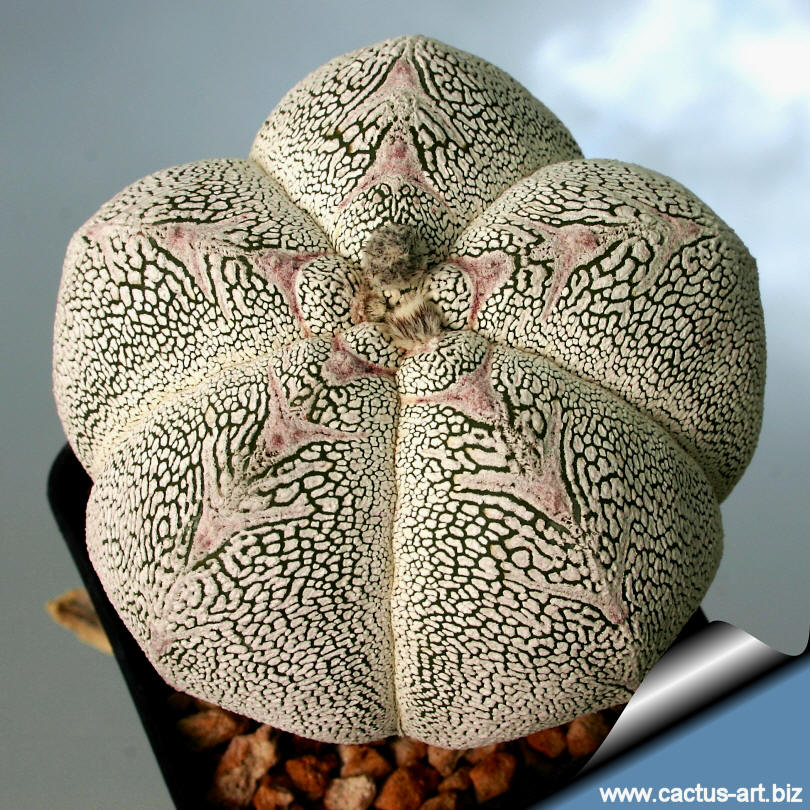 Astrophytum_myriostigma_onzuka_kikko2