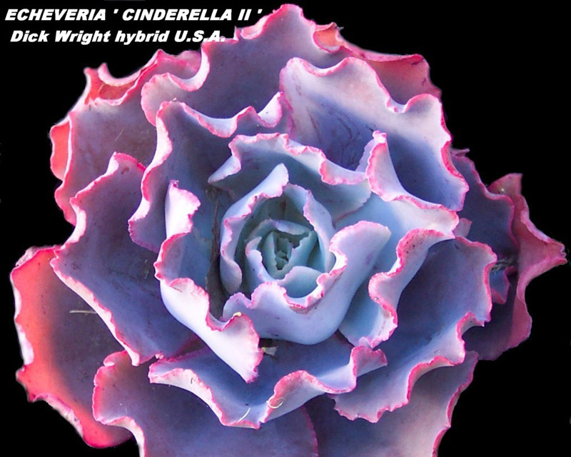 Cinderella23