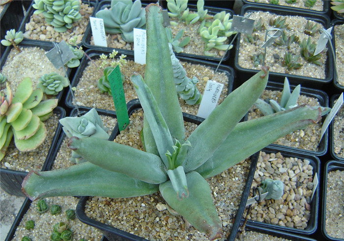 Cotyledon-orbiculata-Octopus1