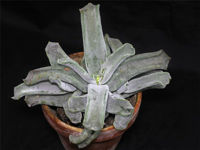 Cotyledon-orbiculata-Octopus2