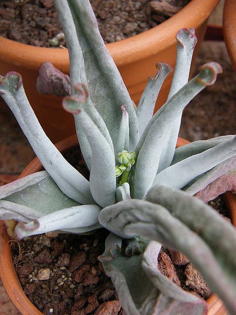 Cotyledon-orbiculata-Octopus3