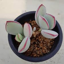 Cotyledon-orbiculata-Yomeiri-Musume1