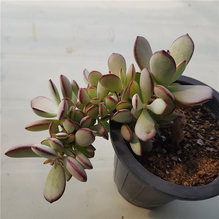 Cotyledon-orbiculata-Yomeiri-Musume3