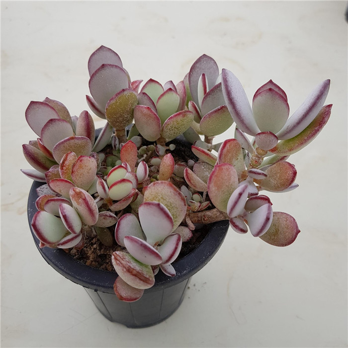 Cotyledon-orbiculata-Yomeiri-Musume4