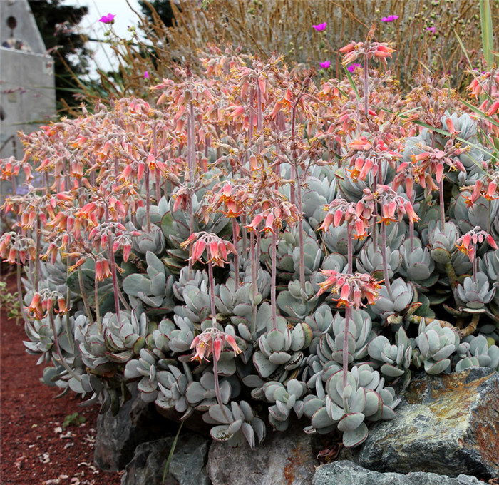 Cotyledon-orbiculata-var-orbiculata1