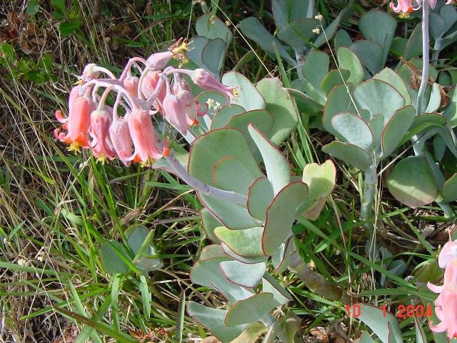 Cotyledon-orbiculata-var-orbiculata2