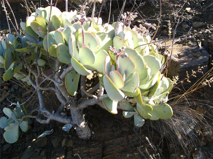 Cotyledon-orbiculata-var-orbiculata3